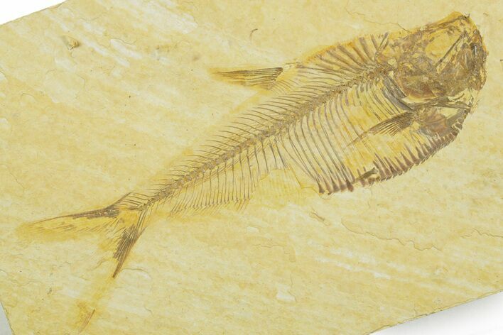 Detailed Fossil Fish (Diplomystus) - Wyoming #369450